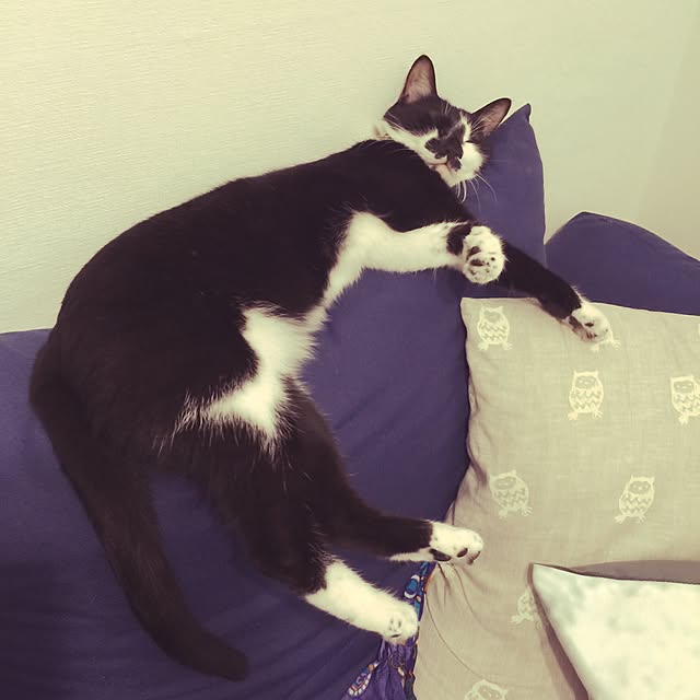 miruさんの実例写真