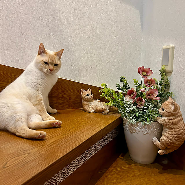 部屋全体/クリスマスローズ/フェイクフラワー/猫の置き物/階段の途中...などのインテリア実例 - 2025-04-13 22:34:17