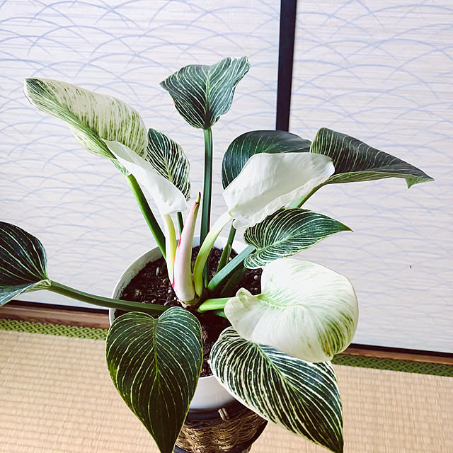 hanachanさんの部屋