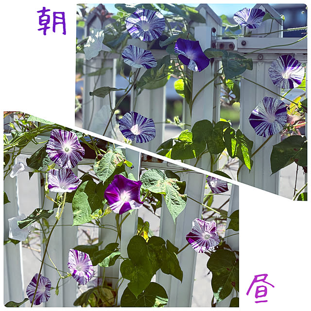usagiさんの実例写真