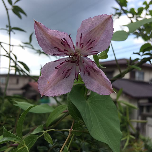 amiさんの実例写真
