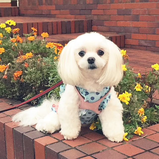 Sonokoさんの実例写真