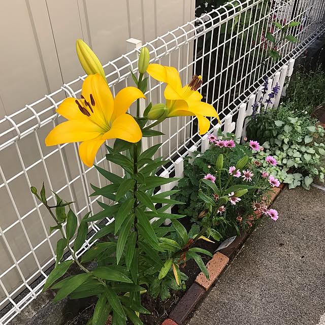 ma-chicoさんの実例写真