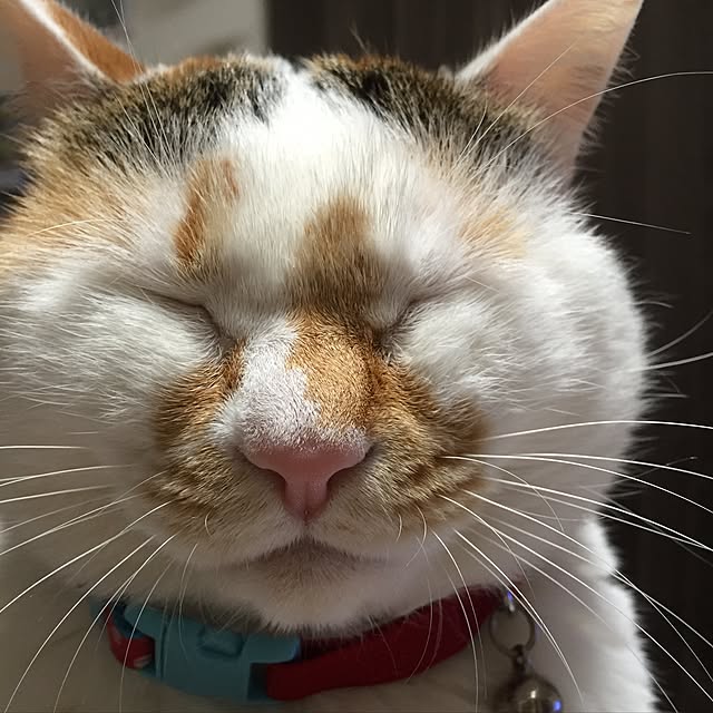 odekoさんの実例写真