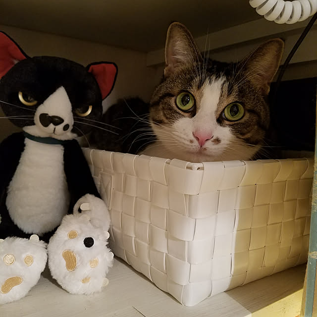 kimiさんの実例写真