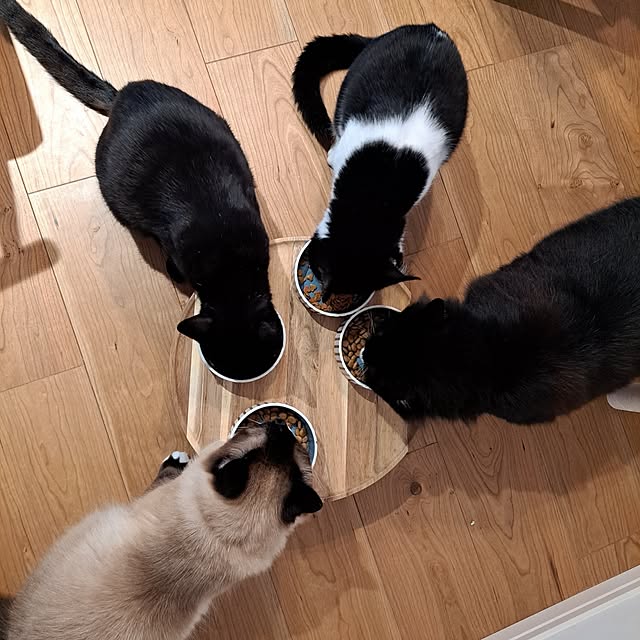 kankanmom_horn_5catsさんの部屋