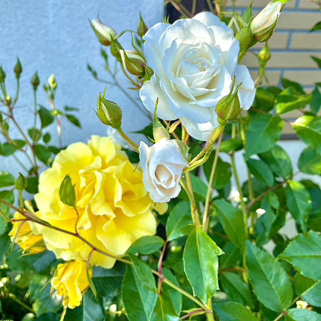 maminさんの部屋
