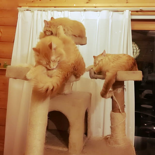 Maki-nekomamireさんの実例写真