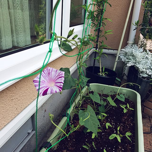 Momoさんの実例写真