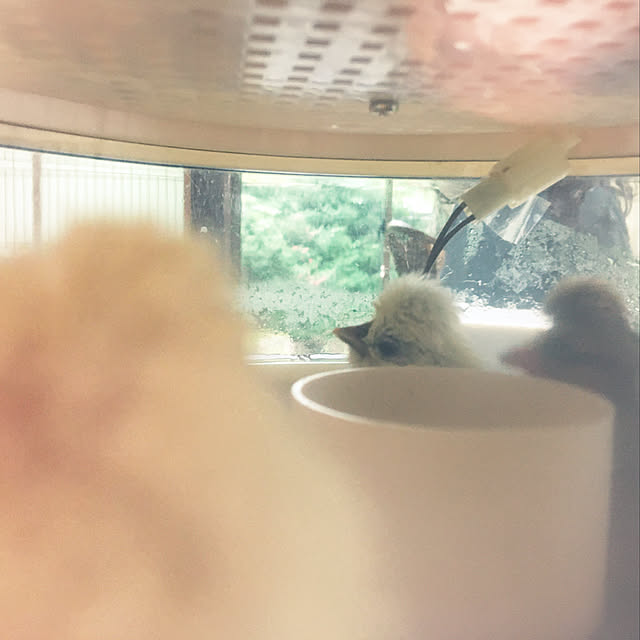 kukuruさんの実例写真