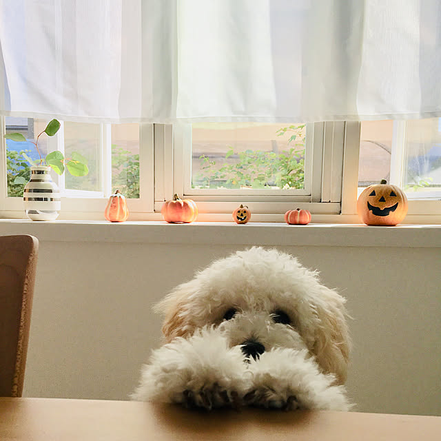 meruさんの実例写真