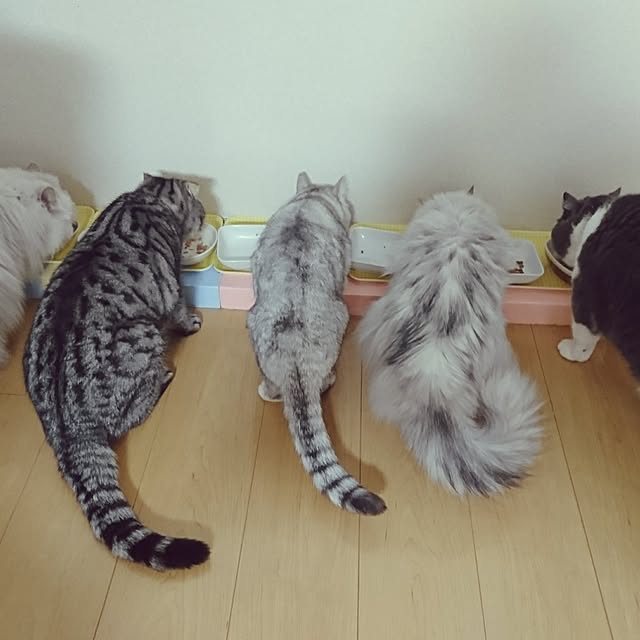 nyan5さんの実例写真