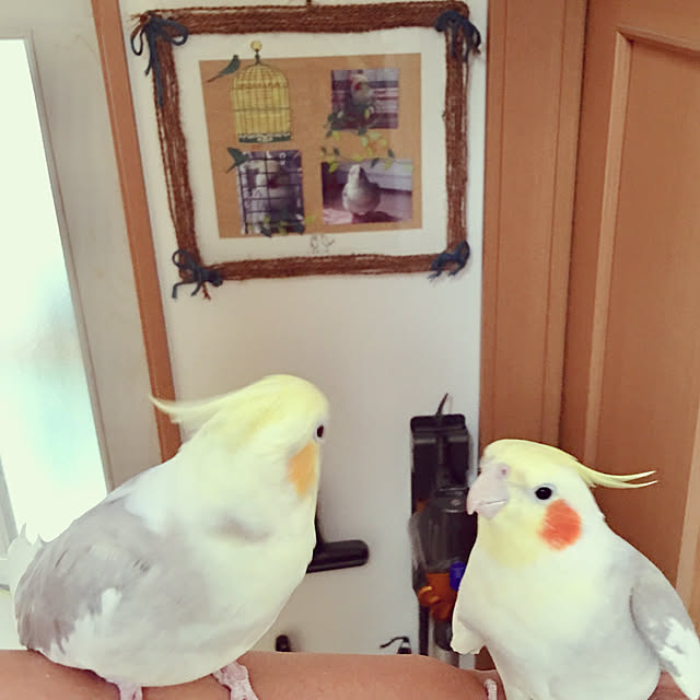 puriyuzuさんの実例写真