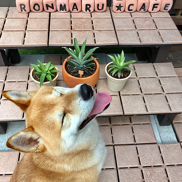 ronmaruさんの実例写真