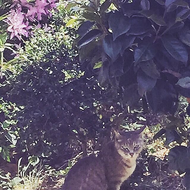 miyufiさんの実例写真