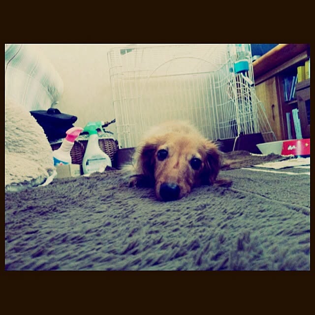kanapymanさんの実例写真