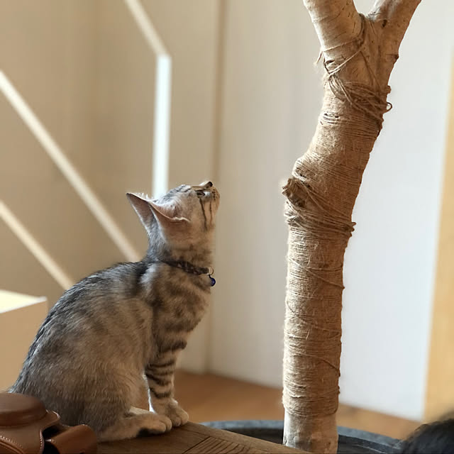 lemonさんの実例写真