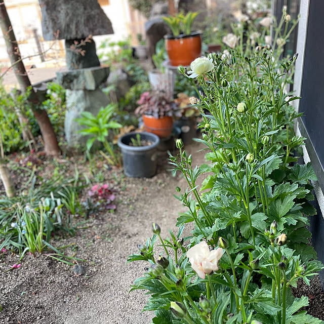 buchiさんの部屋