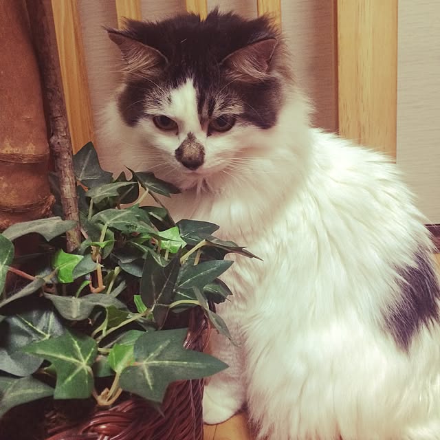 mikaさんの実例写真