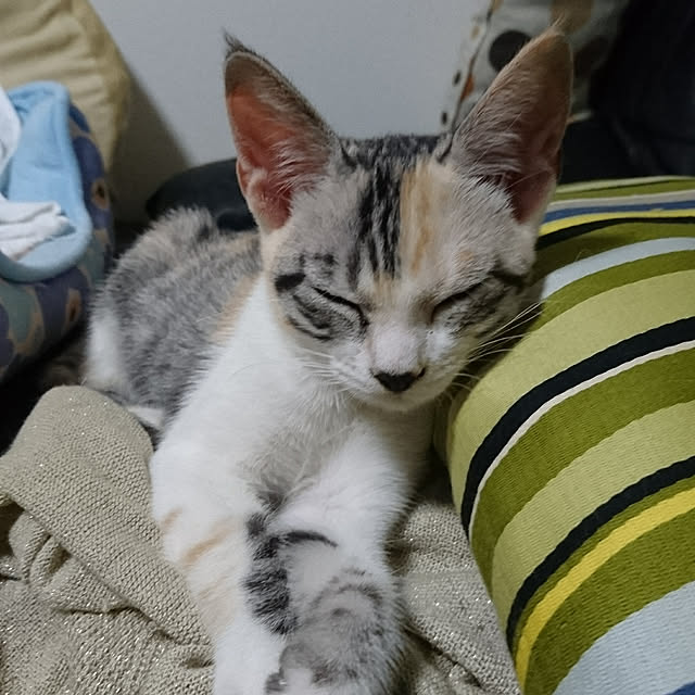 shinobuさんの実例写真