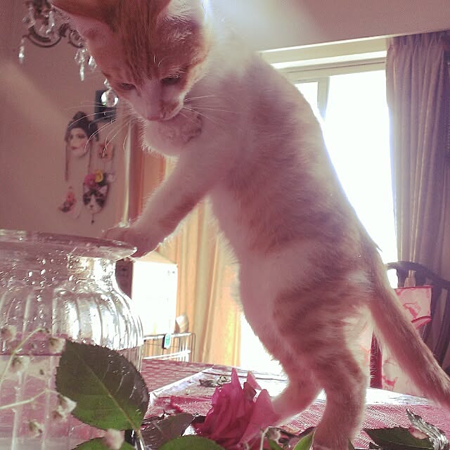 Yukoさんの実例写真