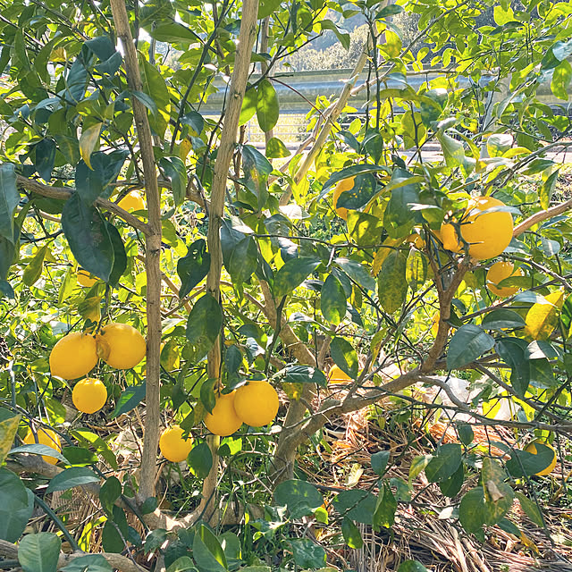 TON23さんの部屋