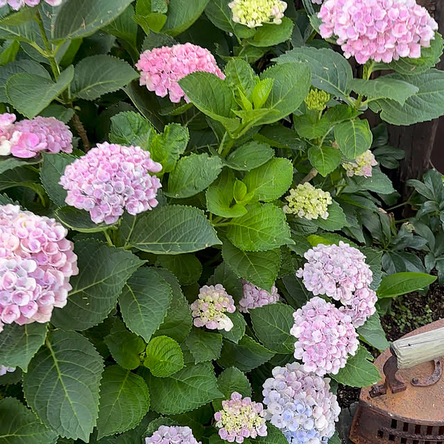 mameshibaさんの部屋