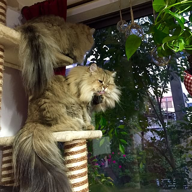 butachanさんの実例写真
