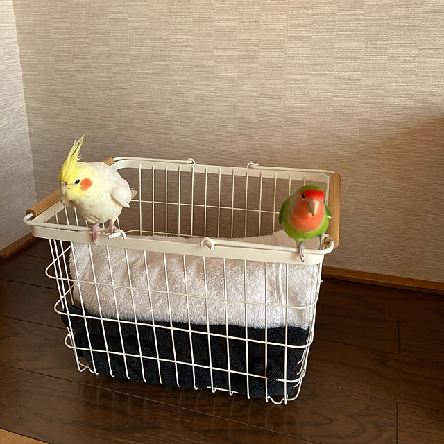 toratanさんの実例写真