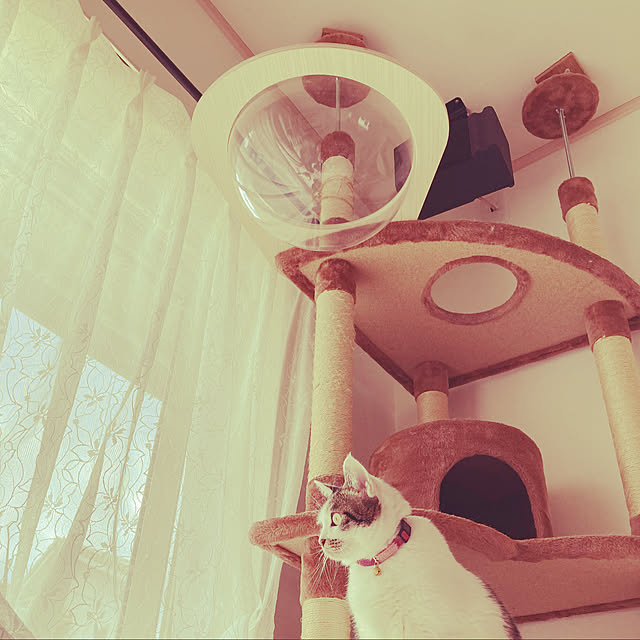 Gomaさんの実例写真