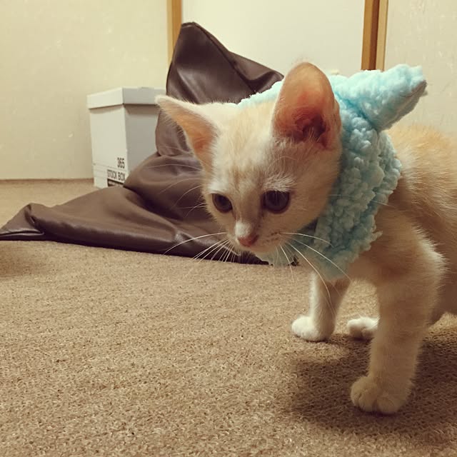 hiyupan88さんの実例写真