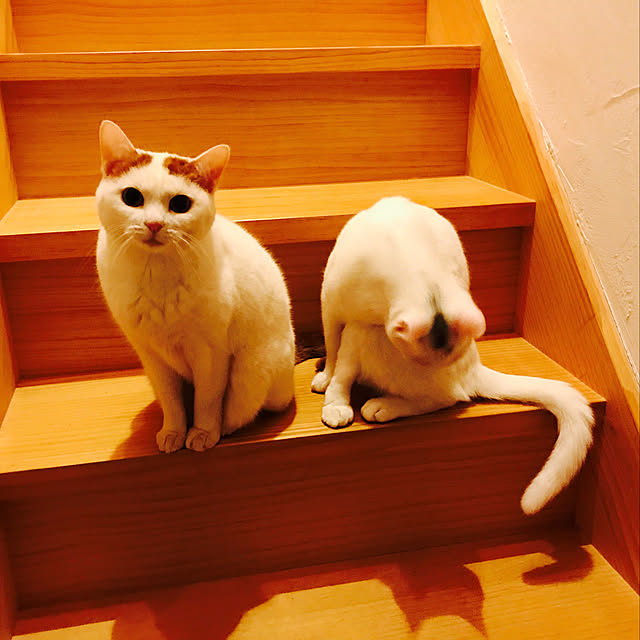sakurasakuさんの実例写真