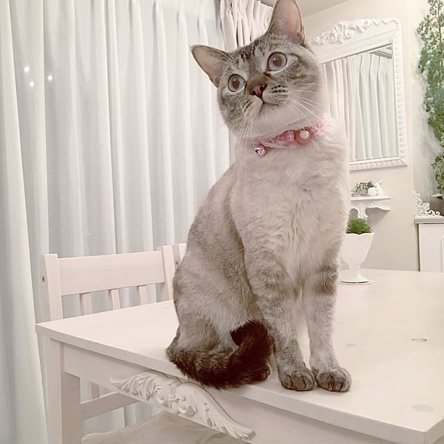 noelさんの実例写真