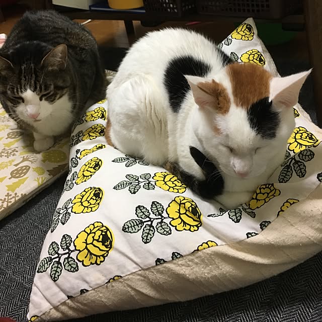 ichi.さんの実例写真