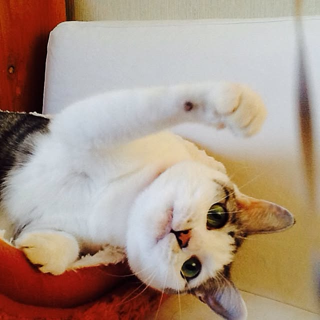Mikaさんの実例写真