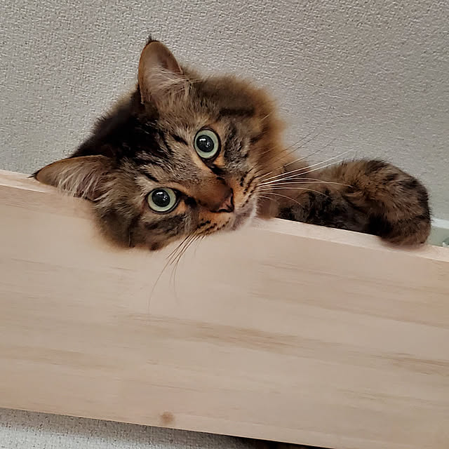 makoさんの実例写真