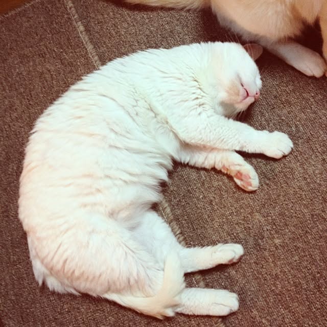 chocola1960さんの実例写真