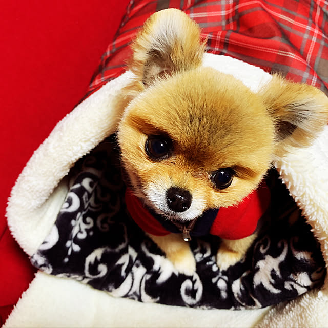 maronさんの実例写真
