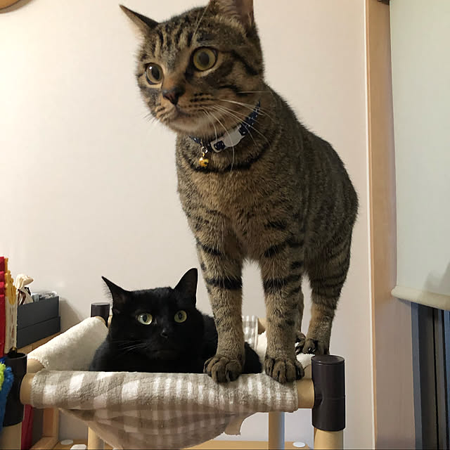 azukiさんの実例写真