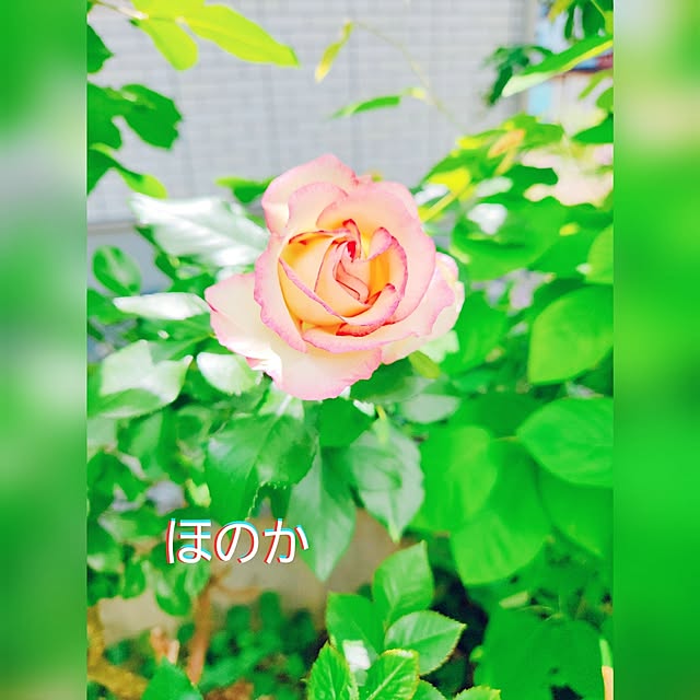surviveさんの部屋
