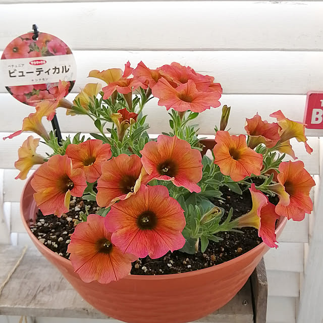 VERANDARJUNさんの実例写真