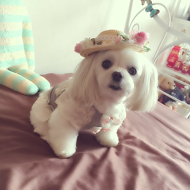 Sonokoさんの実例写真