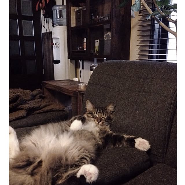 jnkaiさんの実例写真