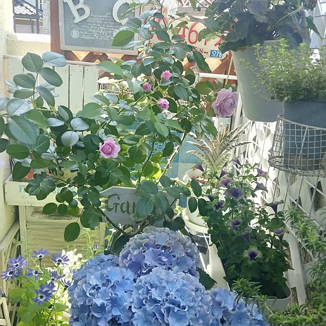 opium1さんの実例写真