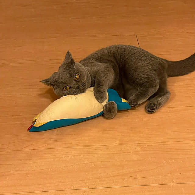 猫と暮らす家/猫と暮らす/リビングのインテリア実例 - 2022-11-24 11:41:41