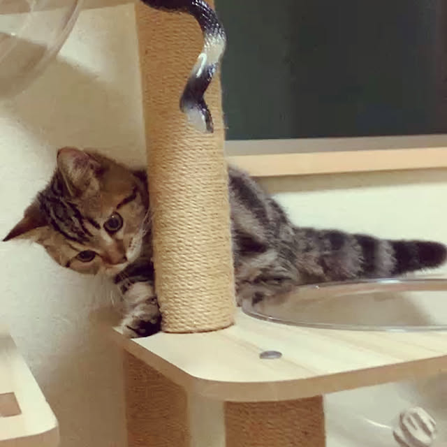 chiiさんの部屋