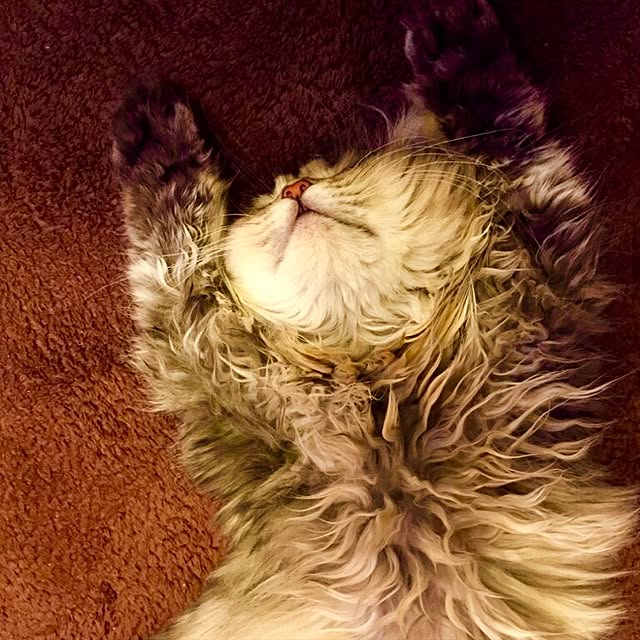 butachanさんの実例写真