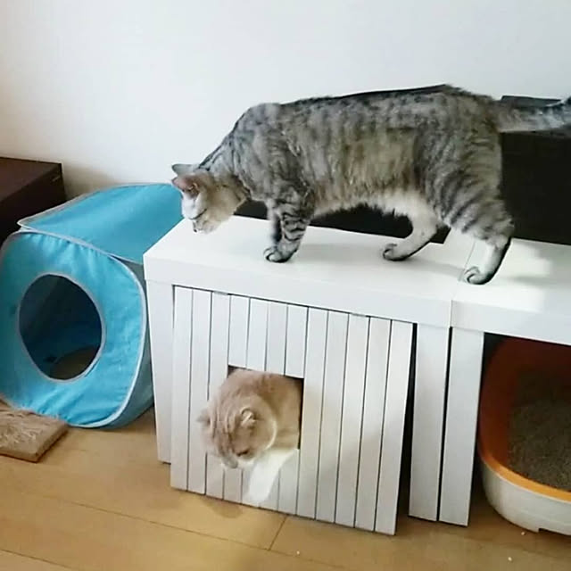 Yumikoさんの実例写真
