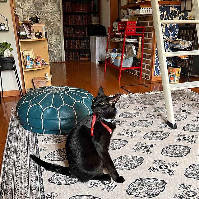 jijiさんの実例写真