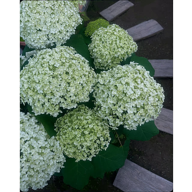 Ohigeさんの実例写真